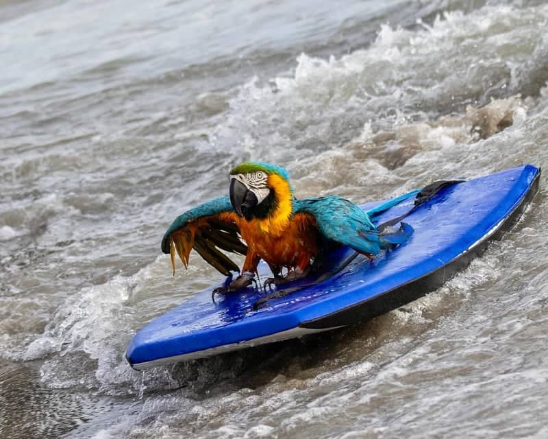 Cocoa Beach - Image 1