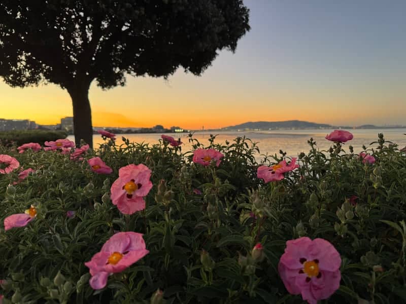 Burlingame Bayfront Park - Image 1