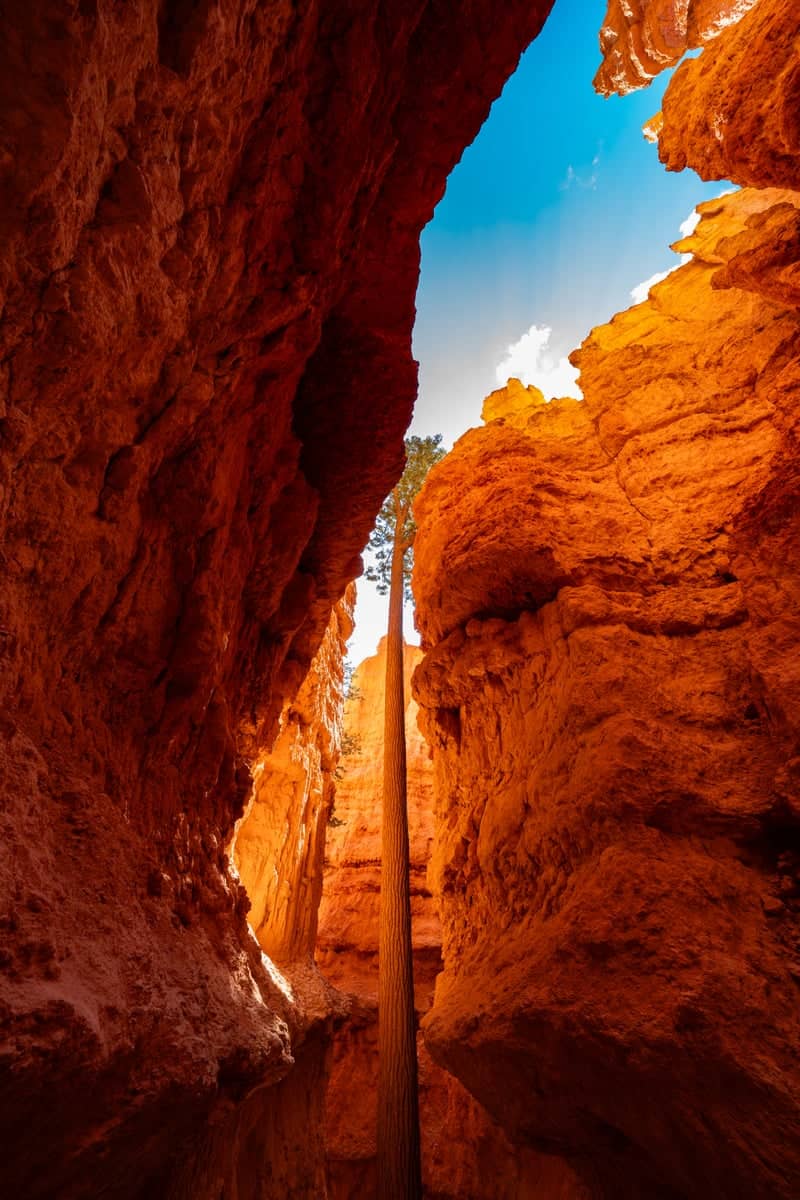 Wall Street, Bryce Canyon - Image 1