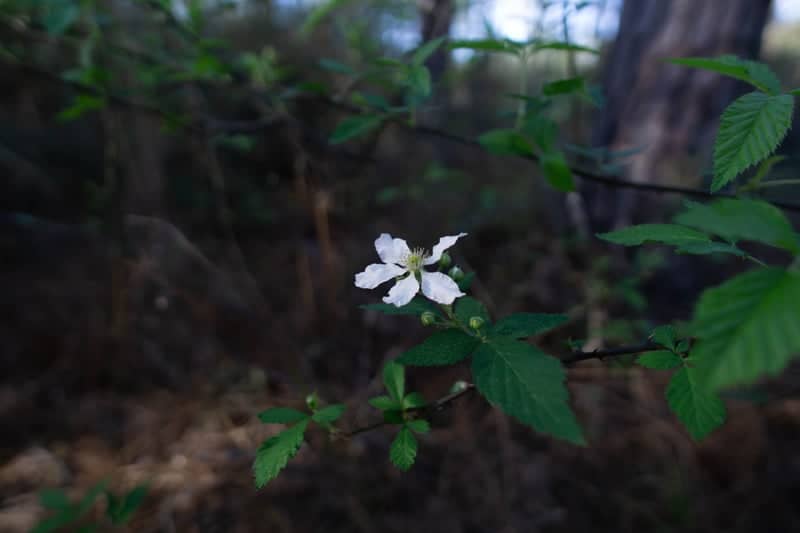 Kirby Nature Trail - Image 1