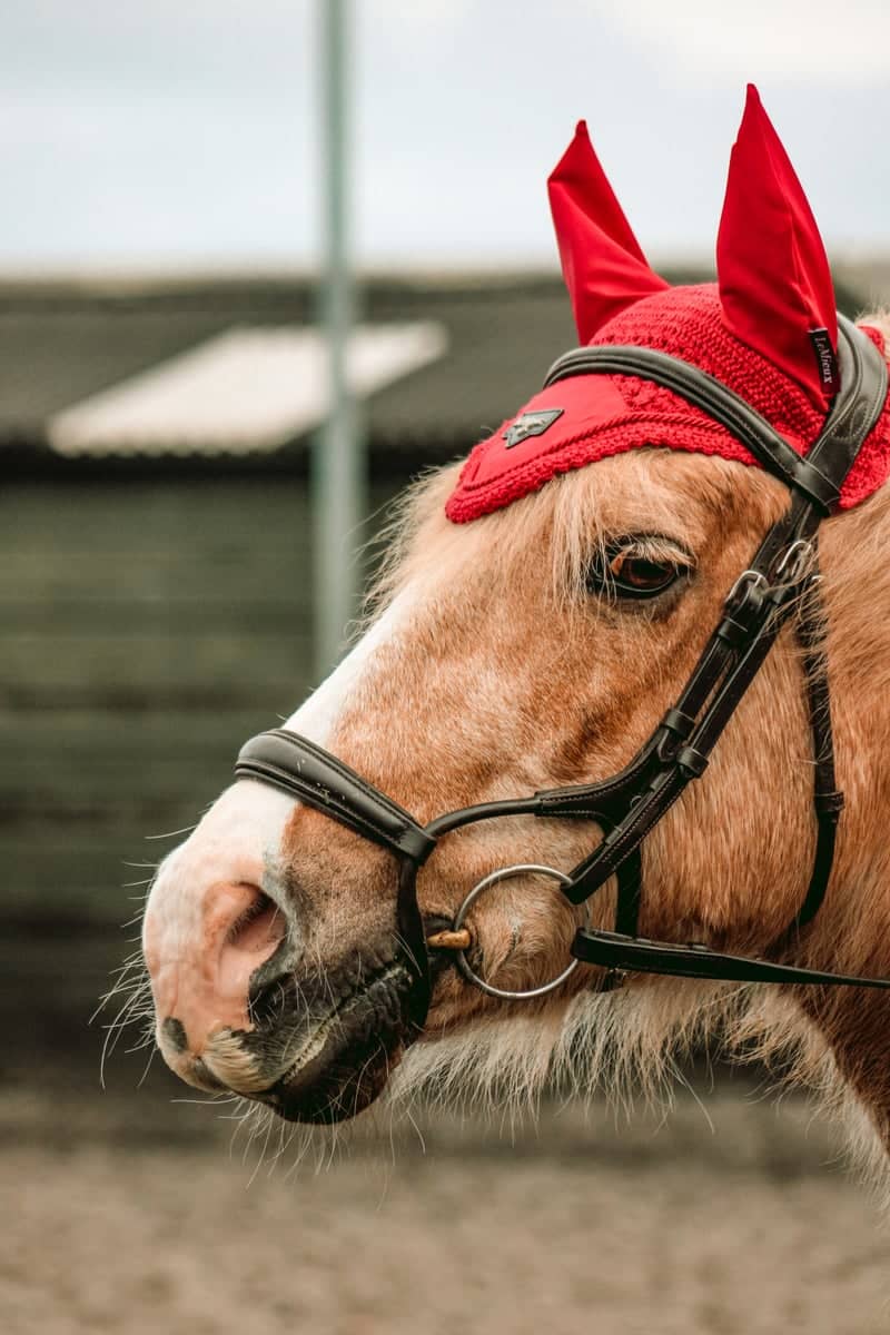 Pillmoss Farm Equestrian Area - Image 1