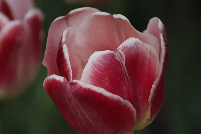 Centennial Park - Image 1
