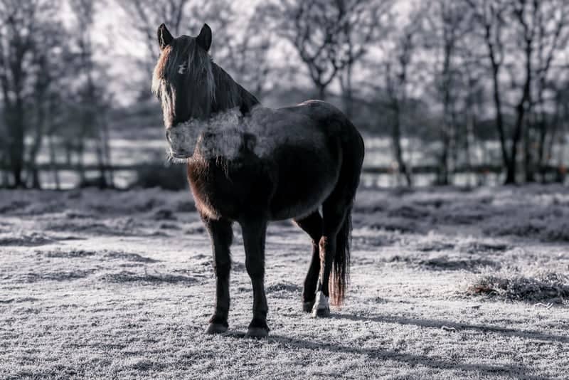 New Forest National Park - Image 1