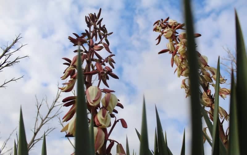 Rustington Garden Blooms - Image 1