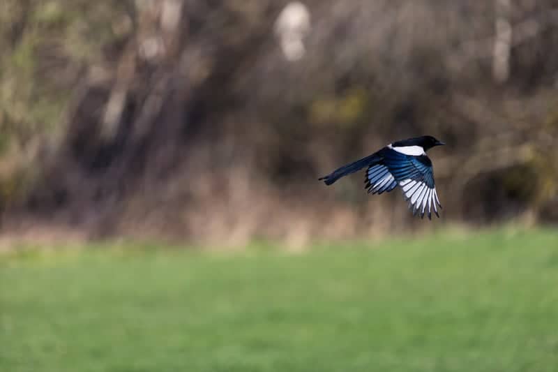 St Davids Countryside - Image 1