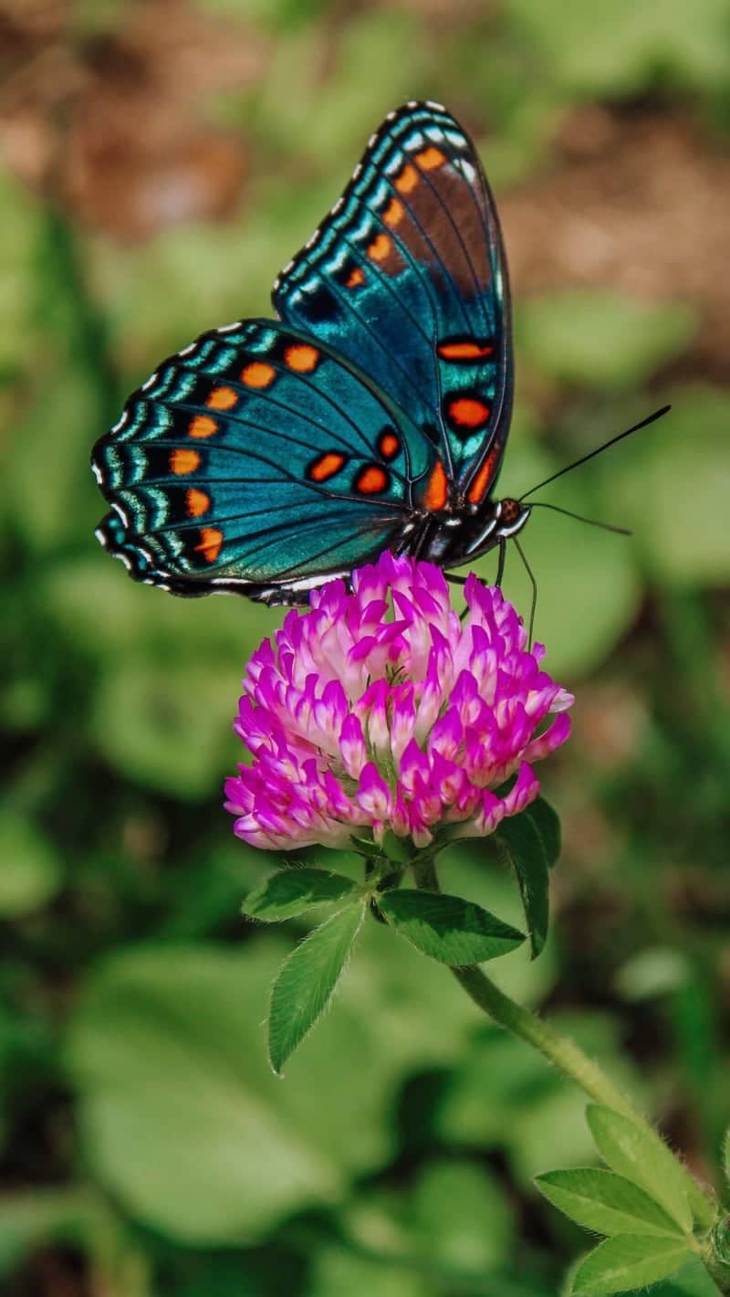 Maynardville Wildflower Garden - Image 1