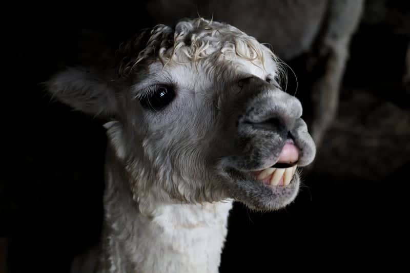 Grand Lake Alpacas - Image 1