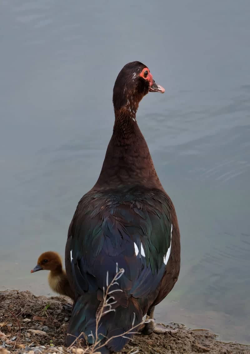 Whitaker Park Pond - Image 1