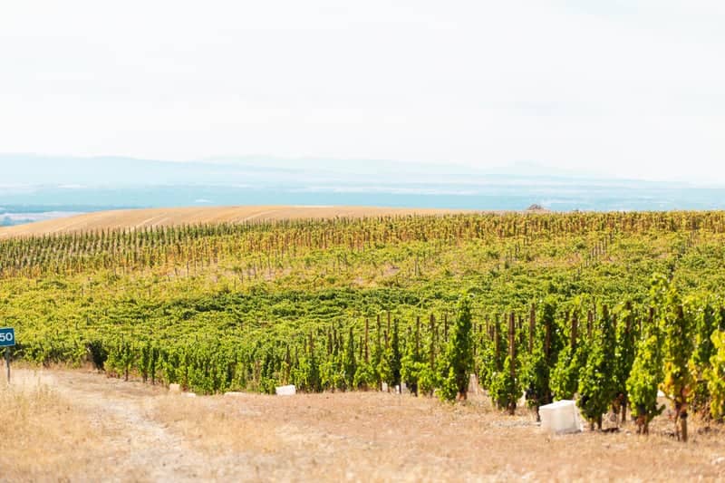 Rueda Wine Region Vineyards - Image 1
