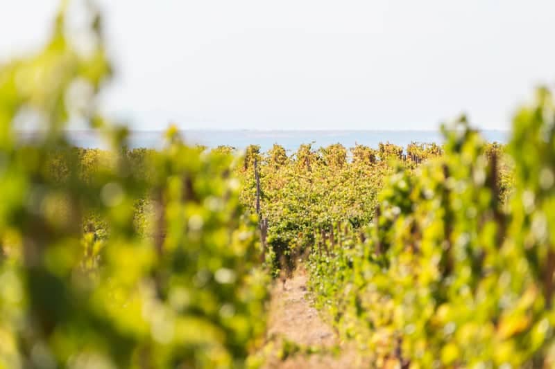 Rueda Wine Region Vineyards - Image 1