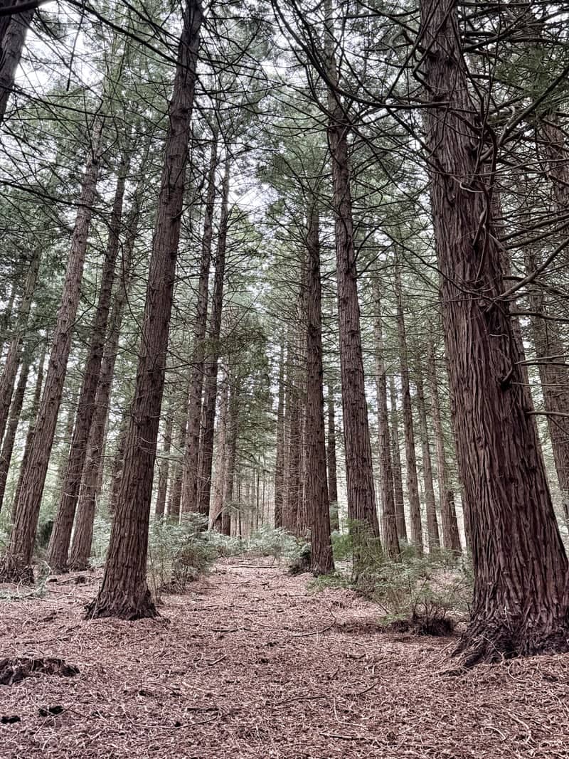 Leighton Redwood Grove - Image 1