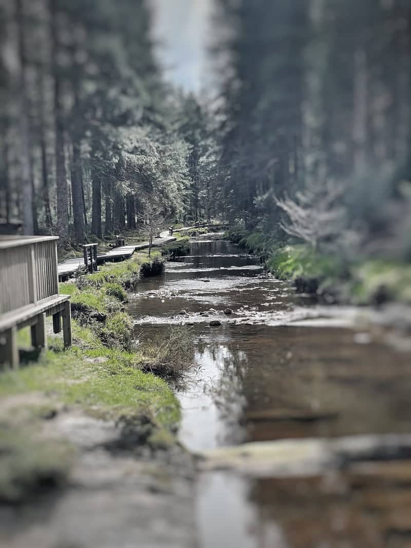 Hafren Forest River Walk - Image 1