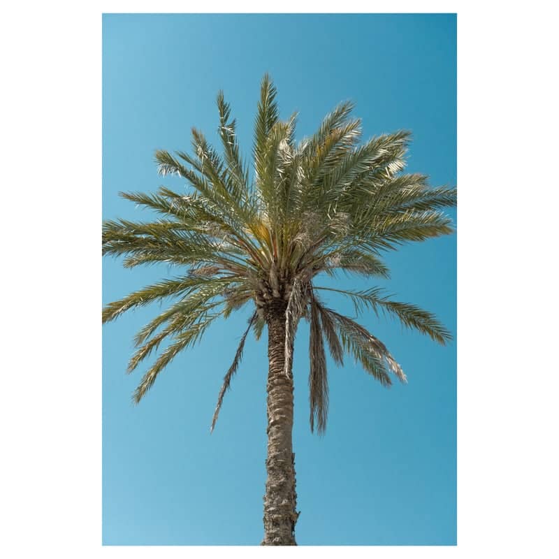 Destin Coastal Palm - Image 1