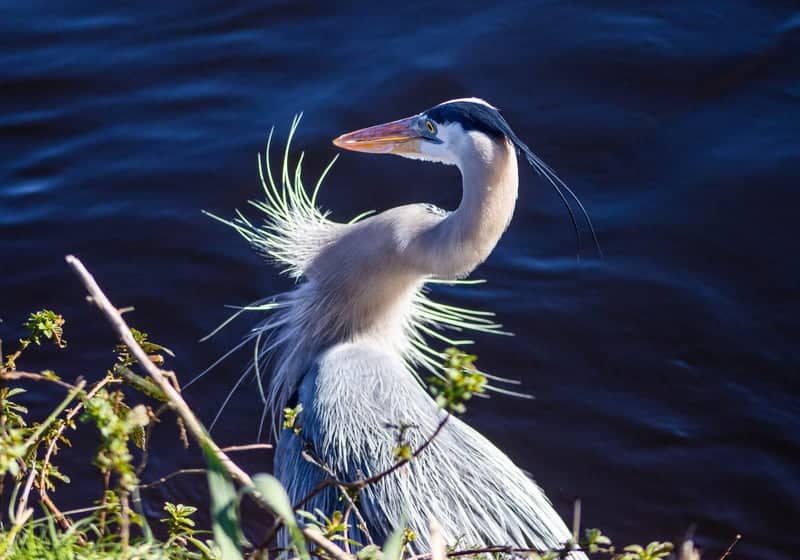 Sweetwater Wetlands Park - Image 1