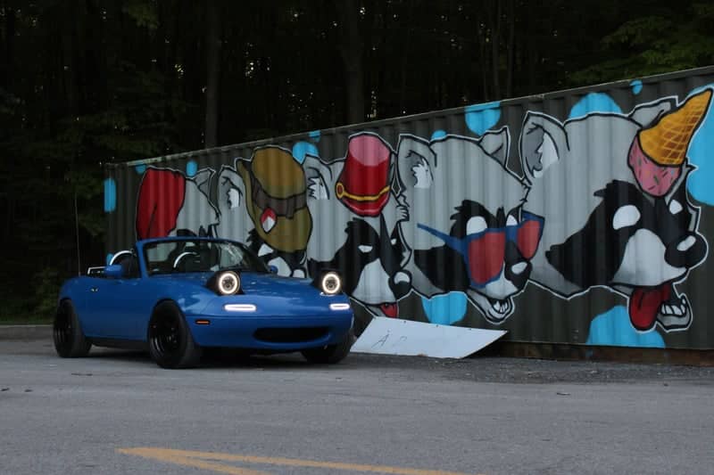 Gatineau Raccoon Mural - Image 1