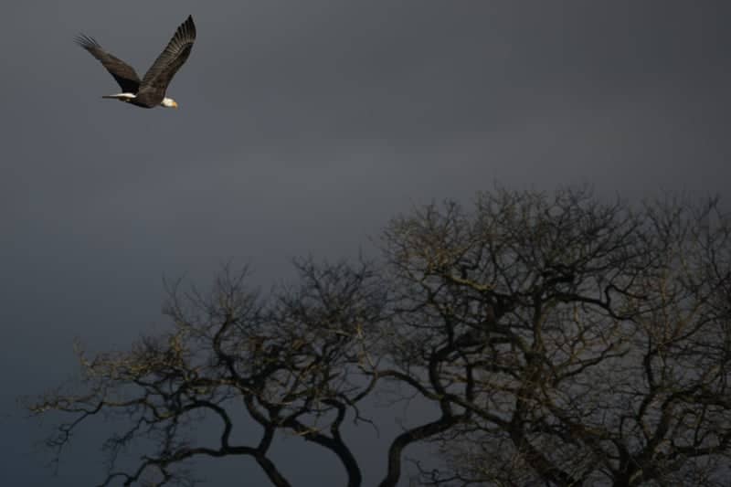 Bay View-Edison Road Raptor Habitat - Image 1