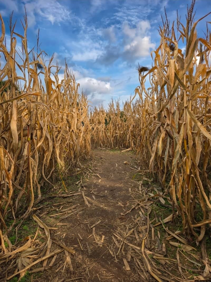 Shingletown Autumn Corn Maze - Image 1
