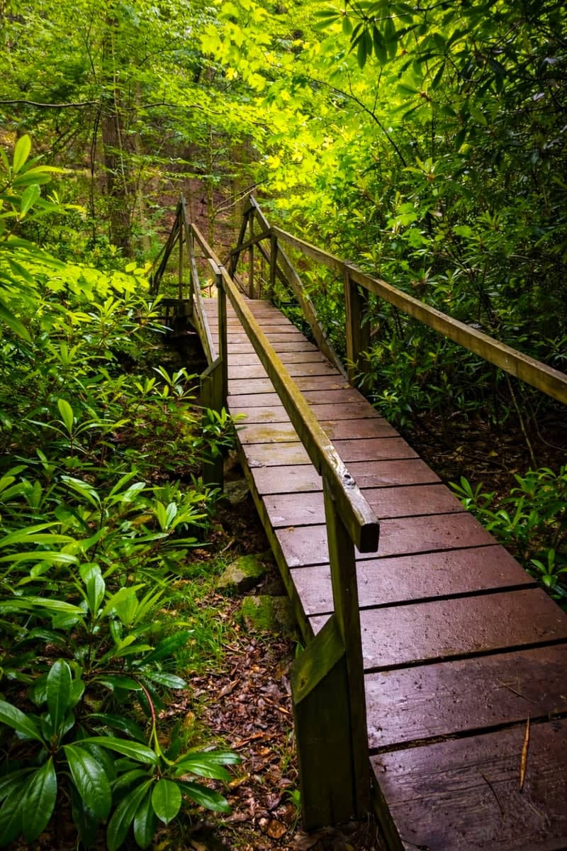 Alan Seeger Natural Area Footbridge - Image 1