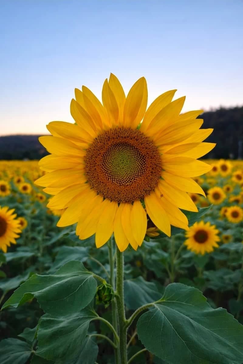 Eagle Valley Sunflower Field - Image 1