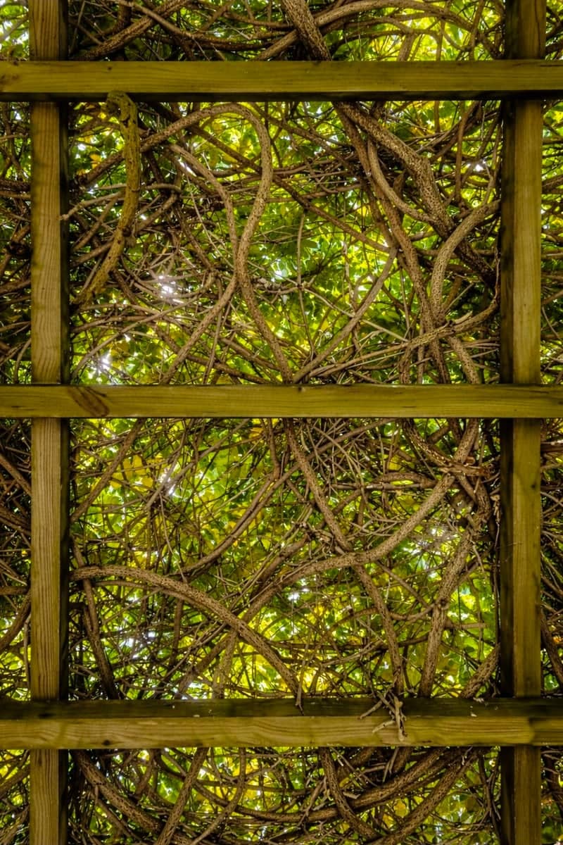 Saint Francis University Gardens Pergola - Image 1