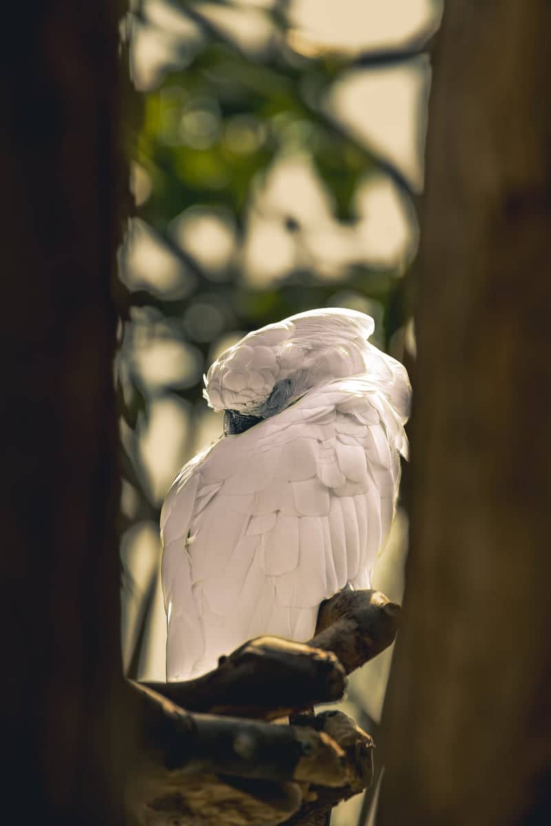 Bloedel Conservatory - Image 1