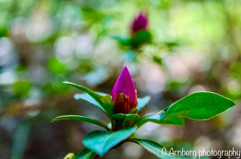 Jekyll Island Historic District Gardens - Image 1
