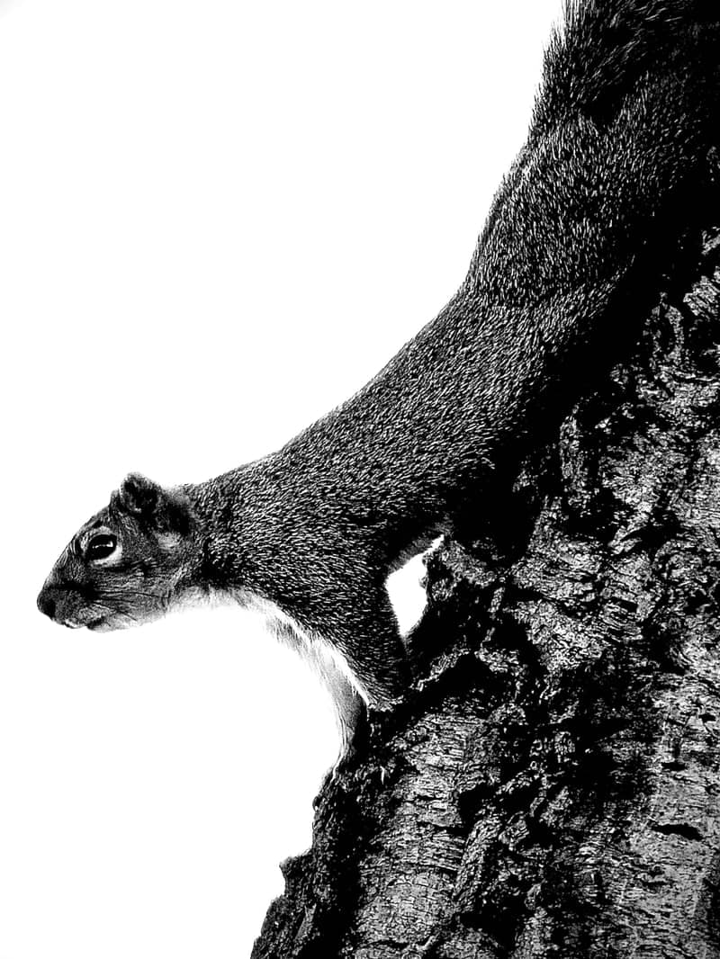 American River Parkway - Image 1