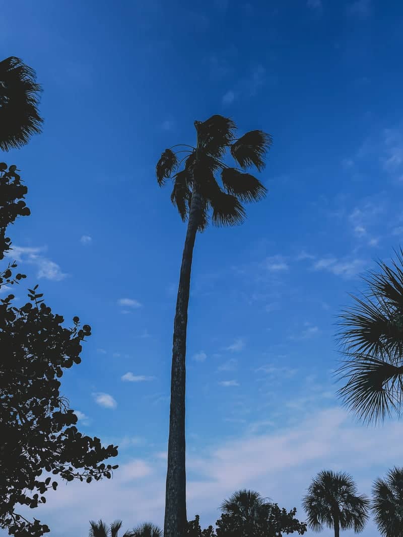 Longboat Key Coastal Palms - Image 1