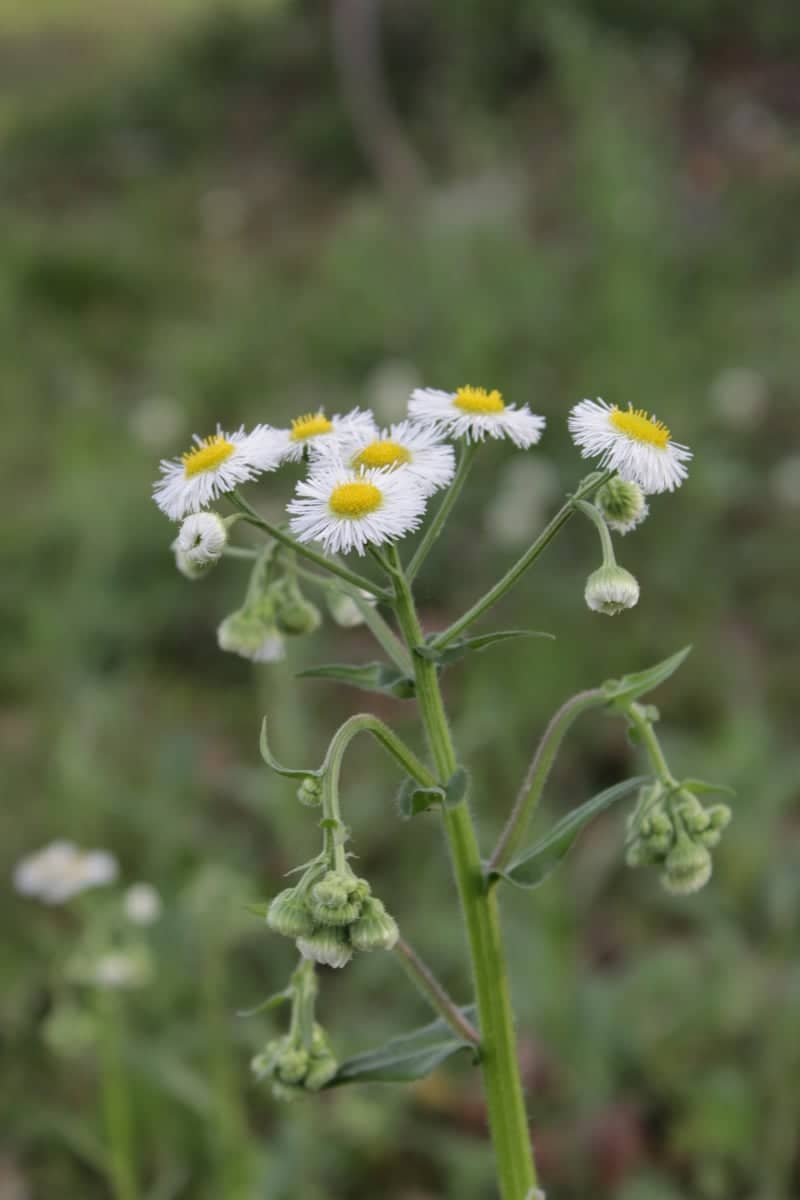 Bay Minette Wildflower Meadow - Image 1