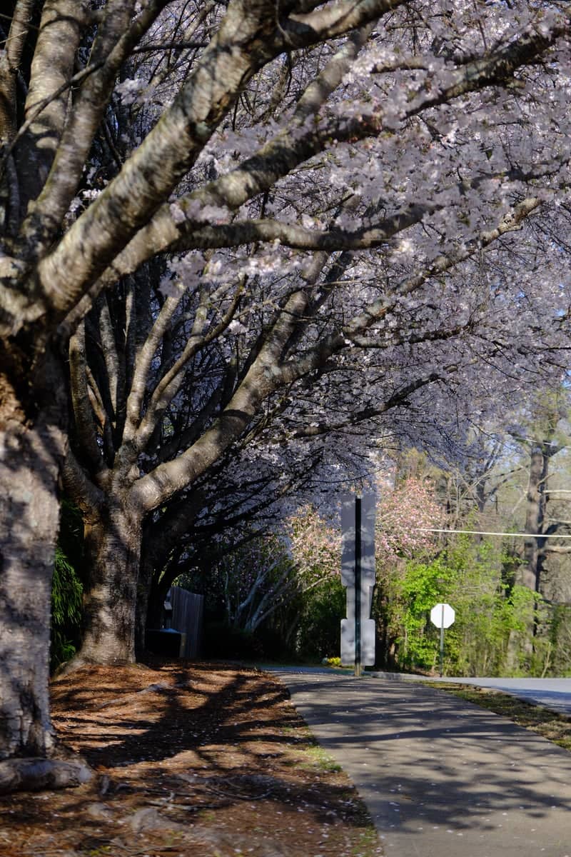 Norcross Cherry Blossom Walk - Image 1