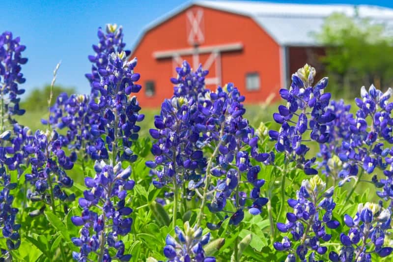 Chappell Hill Bluebonnet Field - Image 1