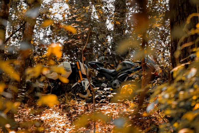 North Oak Wooded Path - Image 1