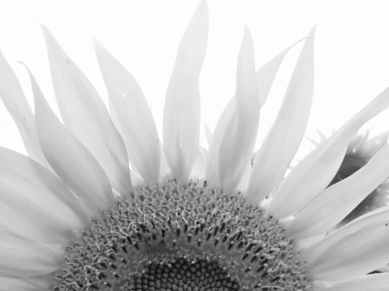 Tolland Sunflower Garden - Image 1