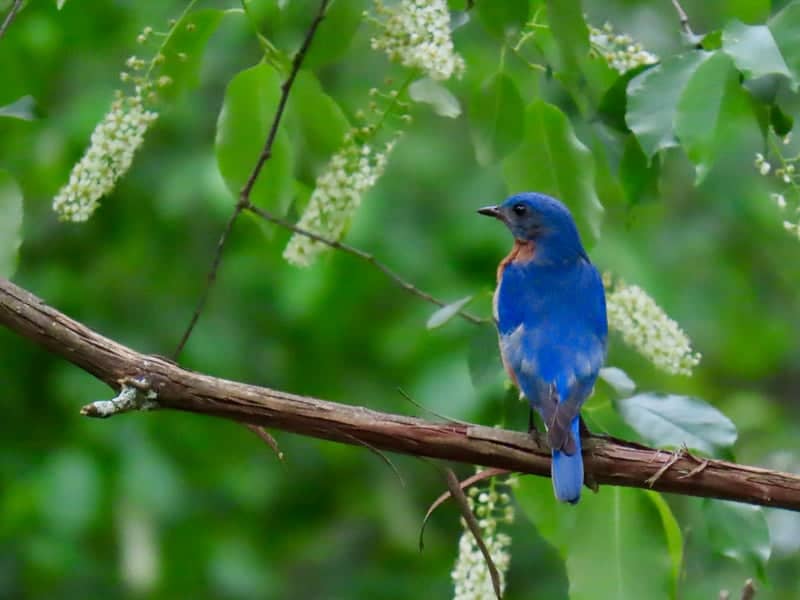 Tolland Woodland Perch - Image 1