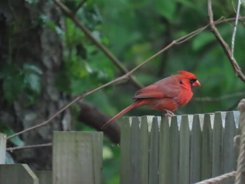 Tolland Backyard Wildlife - Image 1