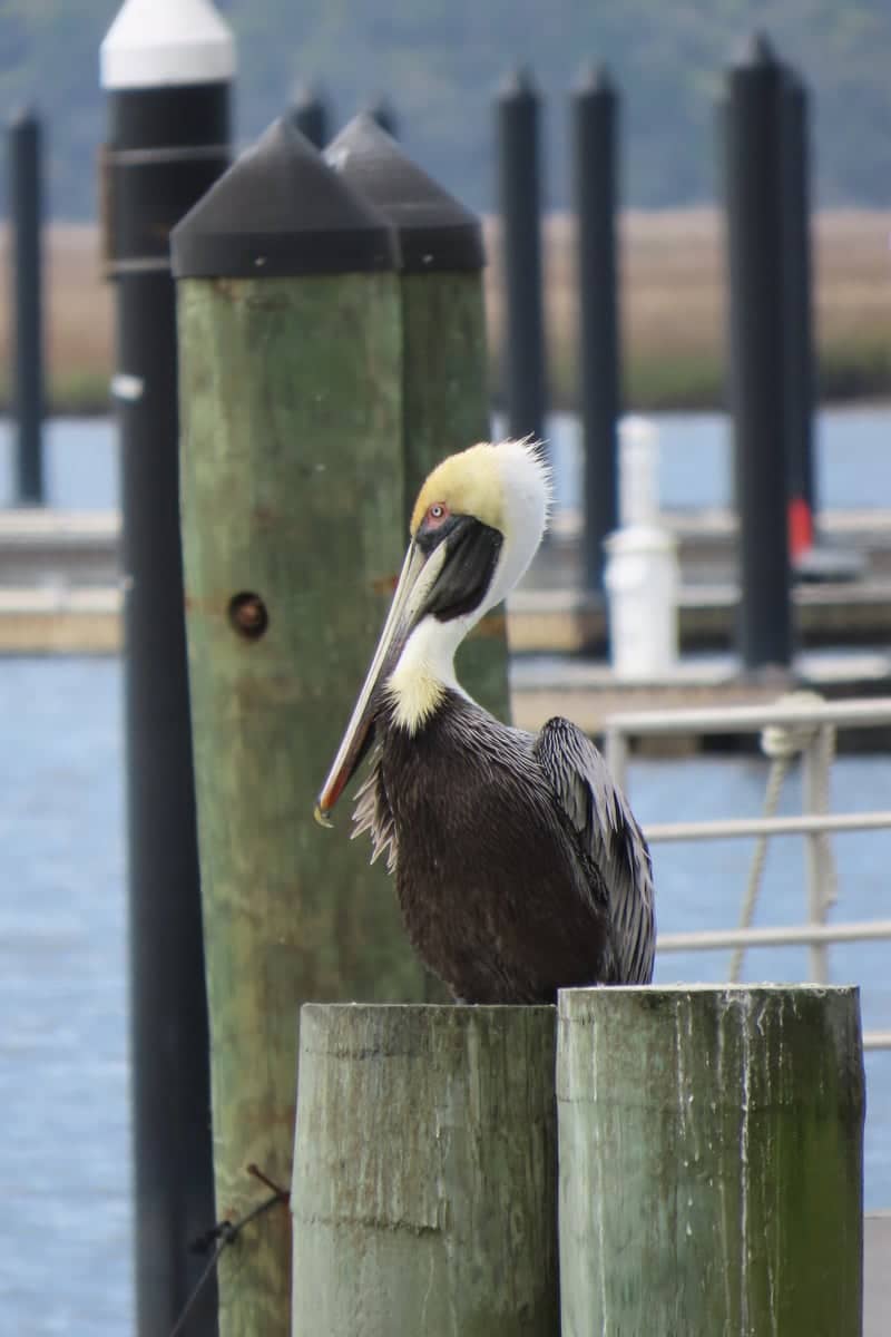 St. Marys Waterfront Park - Image 1