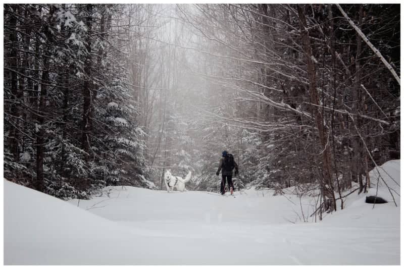 Jackson Ski Touring Trails - Image 1