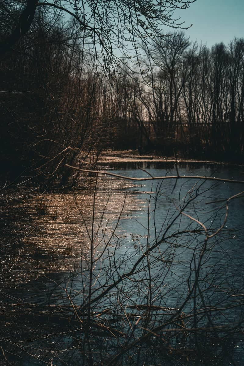 Emiquon National Wildlife Refuge - Image 1