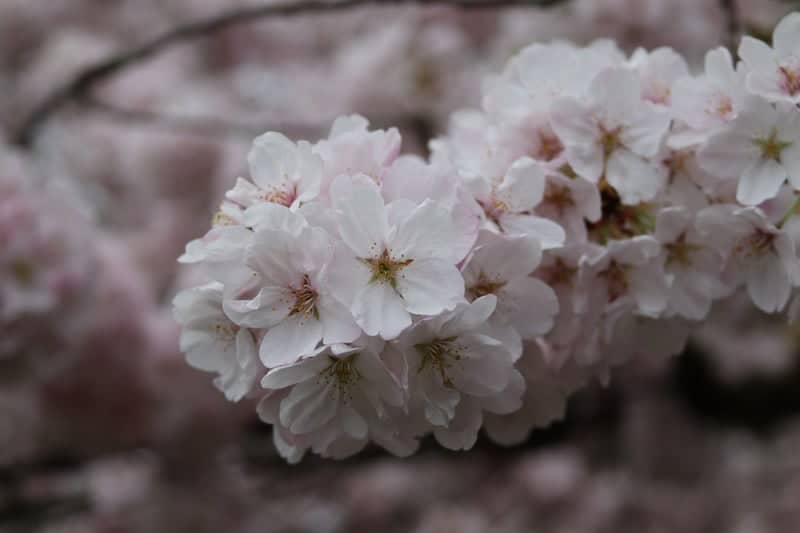Oregon State Capitol Cherry Blossoms - Image 1