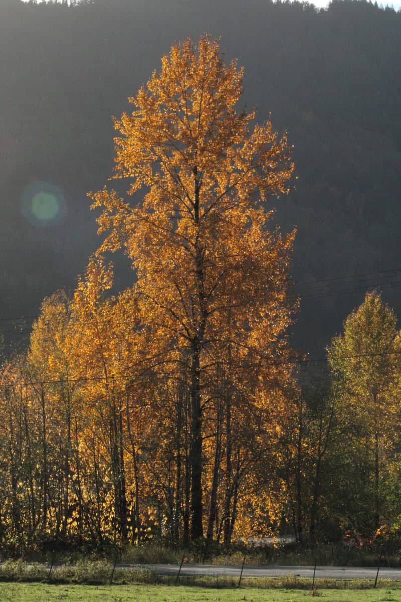 Morton Valley Autumn Foliage - Image 1