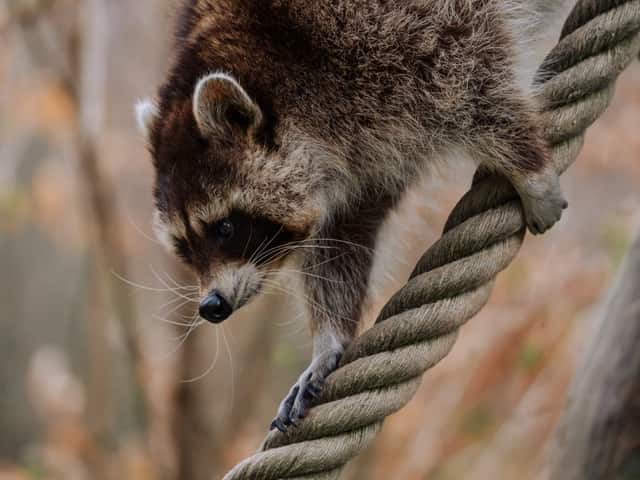 Wildpark Feldkirch