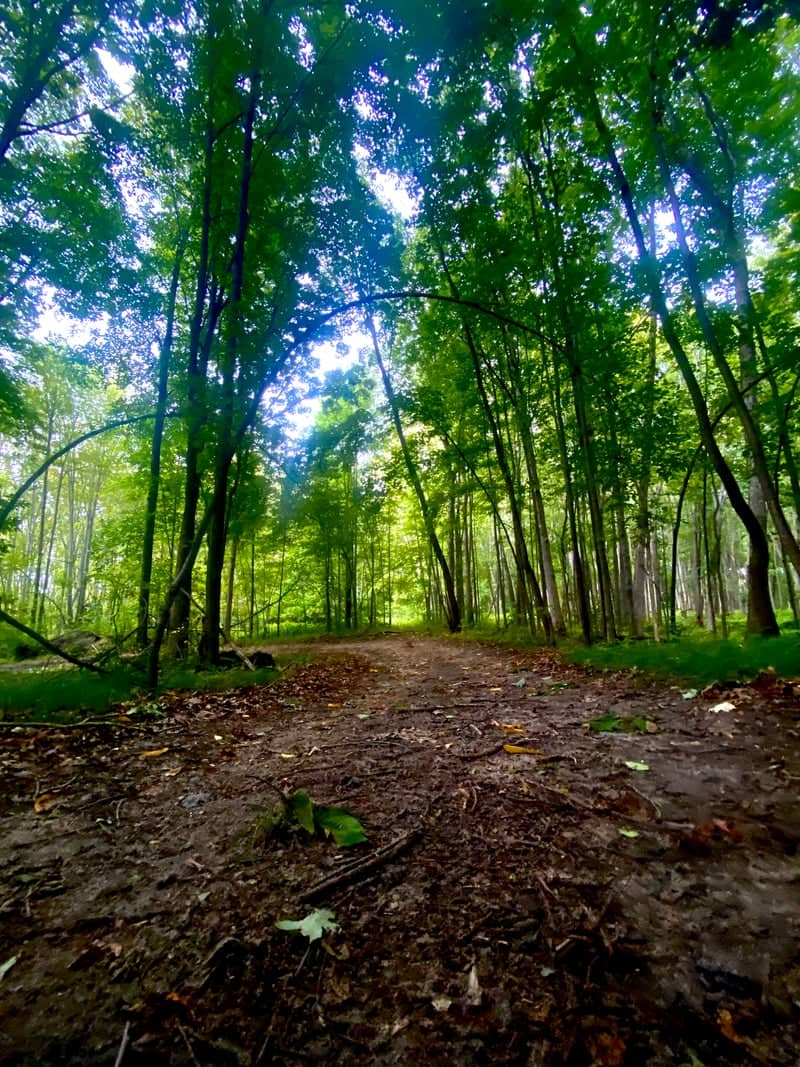 Hidden Lake Gardens Woodland Trail - Image 1