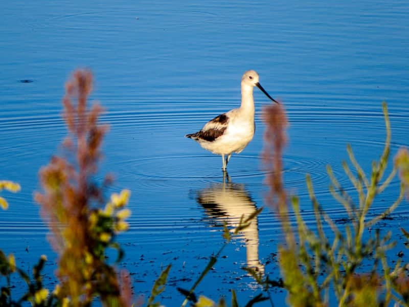 Clovis Urban Pond - Image 1