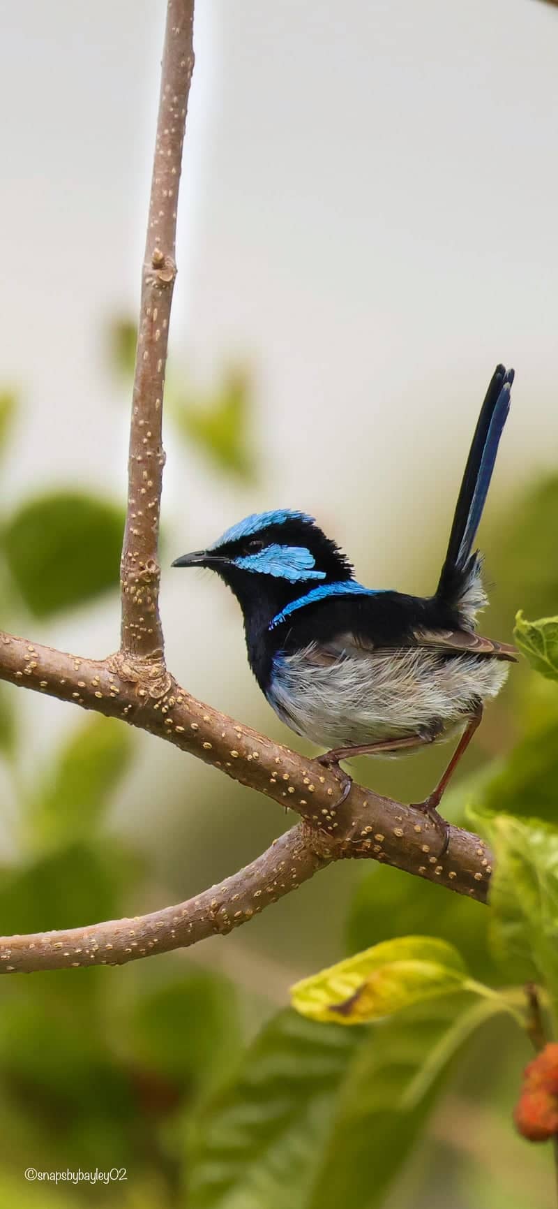 Caddens Suburban Bird Habitat - Image 1
