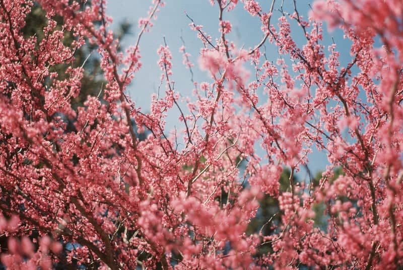 Wilmington Spring Blossoms - Image 1