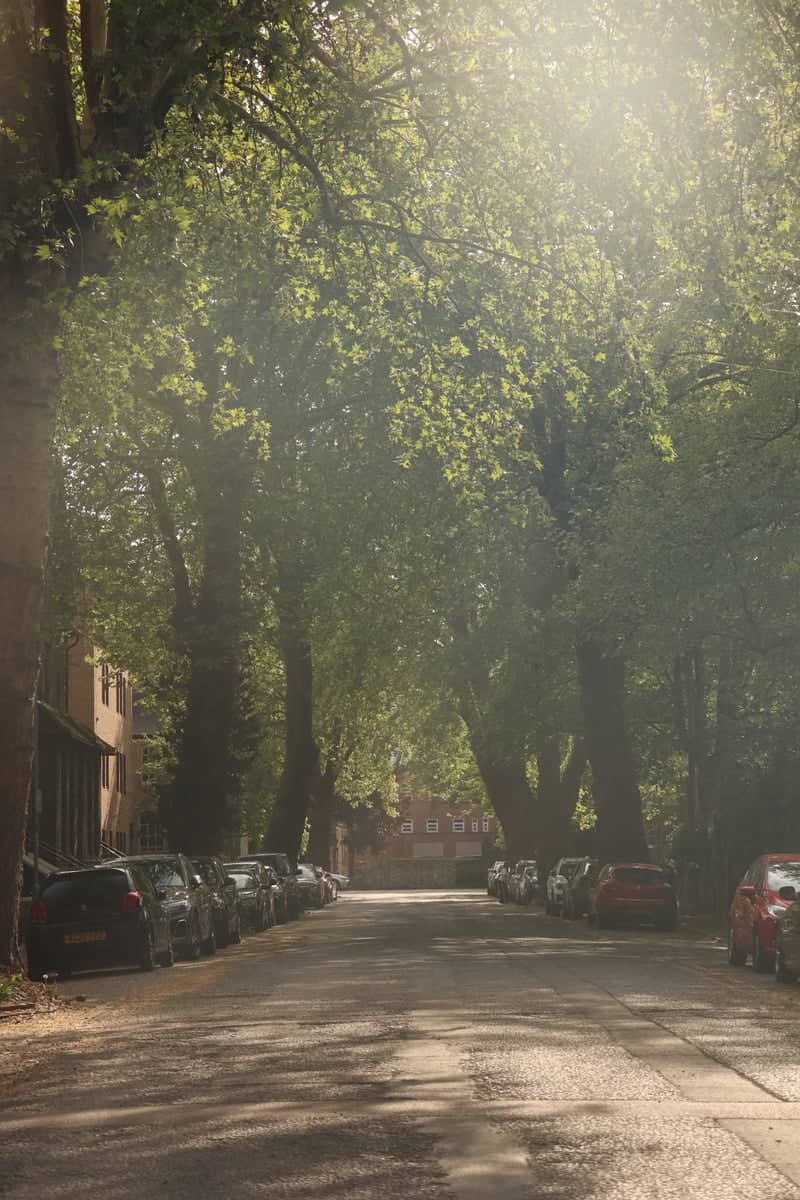 High Street Tree Canopy, Little Shelford - Image 1