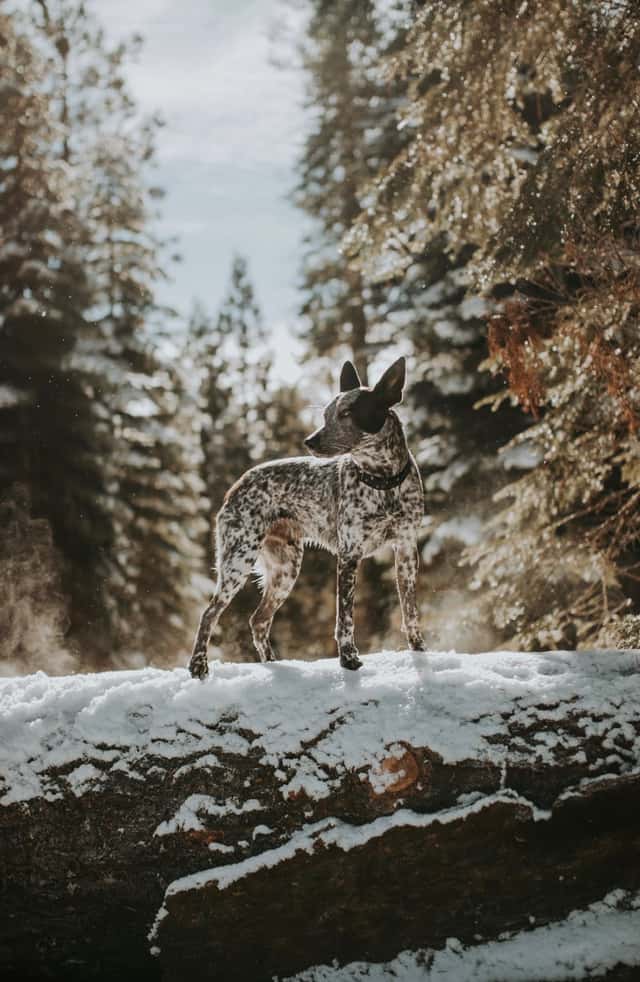 Shaver Lake Pine Forest