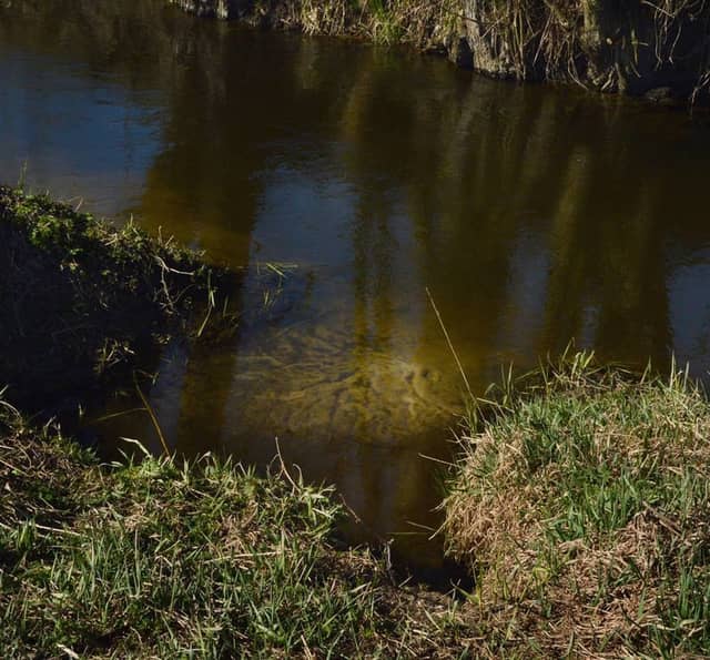 Mała Wełna River Bank - Image 1