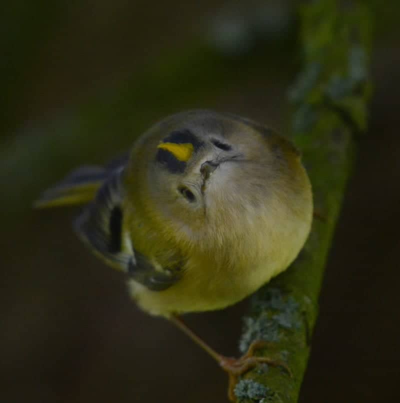 Bridport Woodland Birding Spot - Image 1