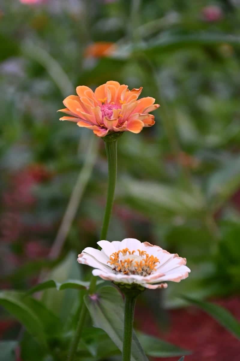 Auburn Garden Blooms - Image 1
